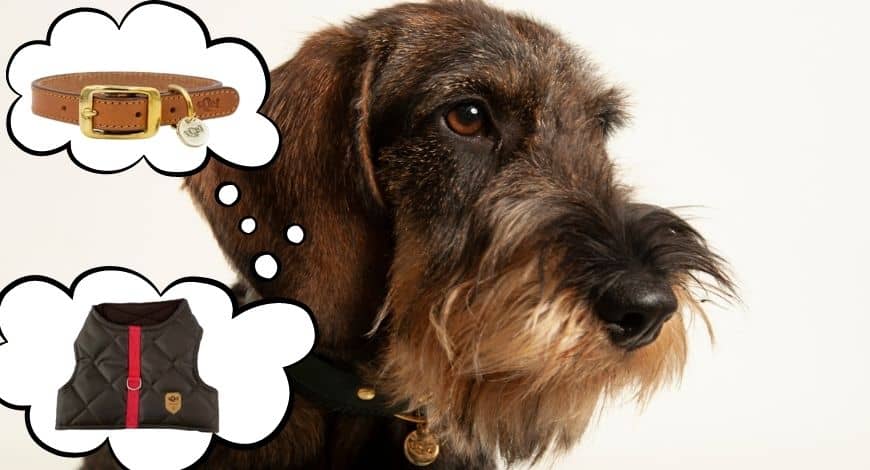 ¿Qué utilizo para mi perro, collar o arnés?